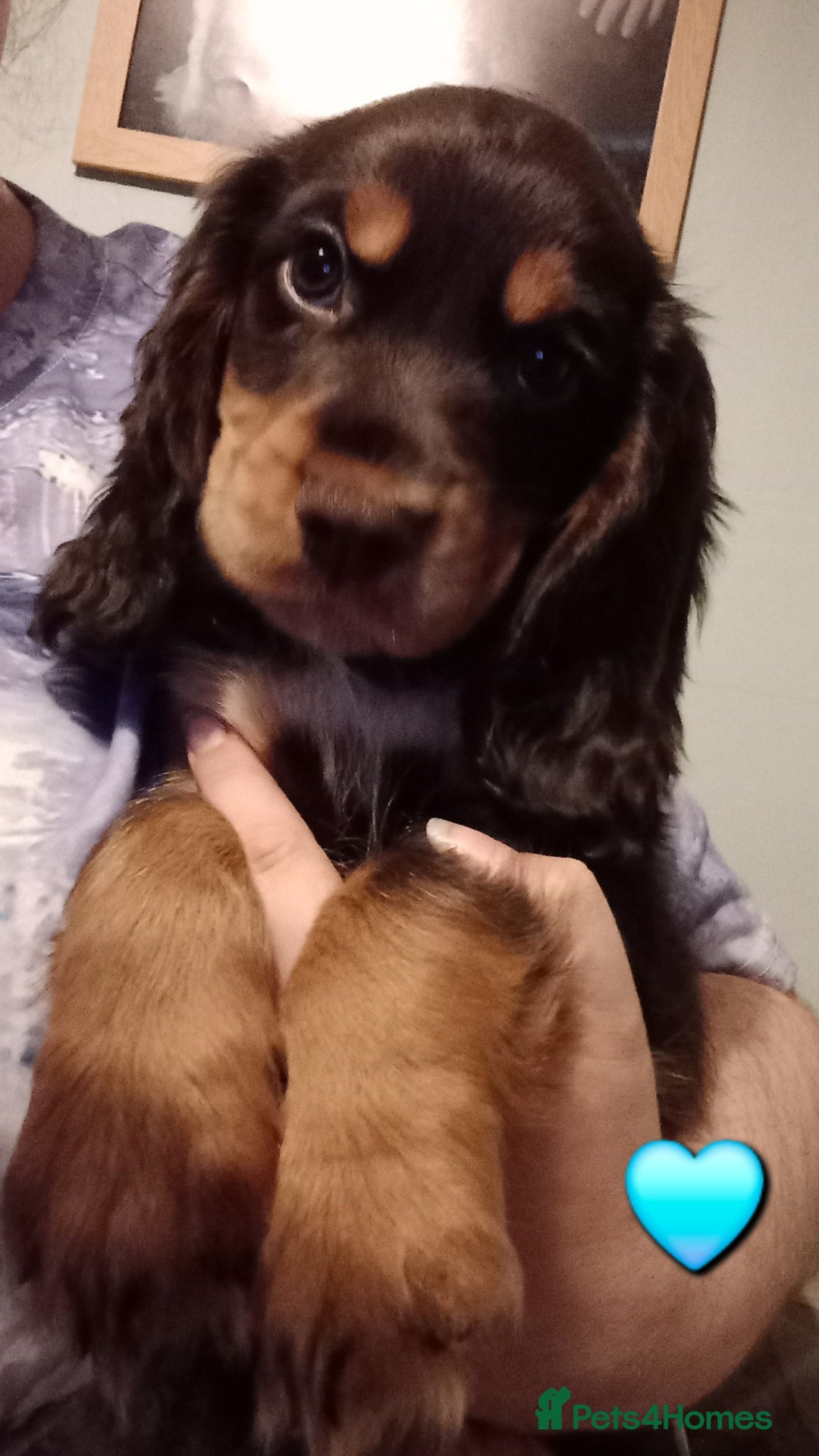 Cocker Spaniel dogs for sale: Chocolate & Tan, Working cocker boys available! - Image 5