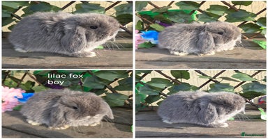 Mini Lop rabbits - Advert 9