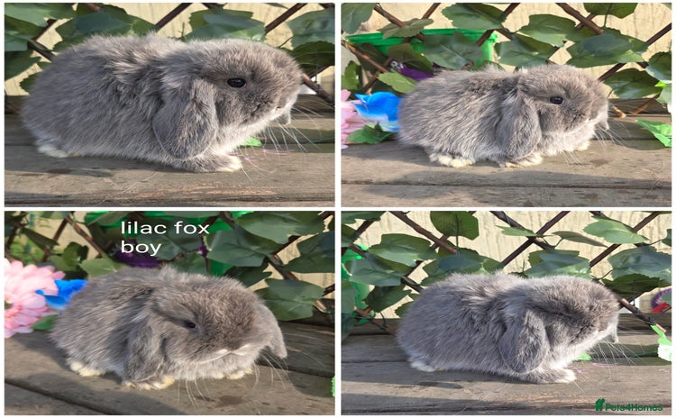 Mini Lop rabbits - Advert 3
