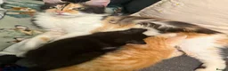 Maine Coon cats for sale: Full breed Maine Coon kittens 😸  - Advert 1