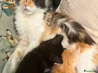 Maine Coon cats Full breed Maine Coon kittens 😸 - Advert 2