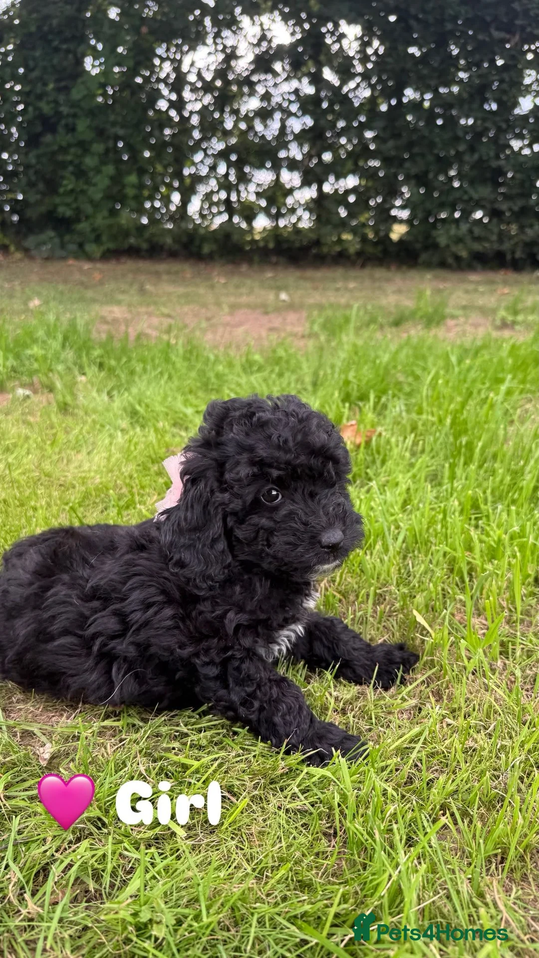 Cavapoo dogs for sale: F2 Cavapoo puppies - Advert 2