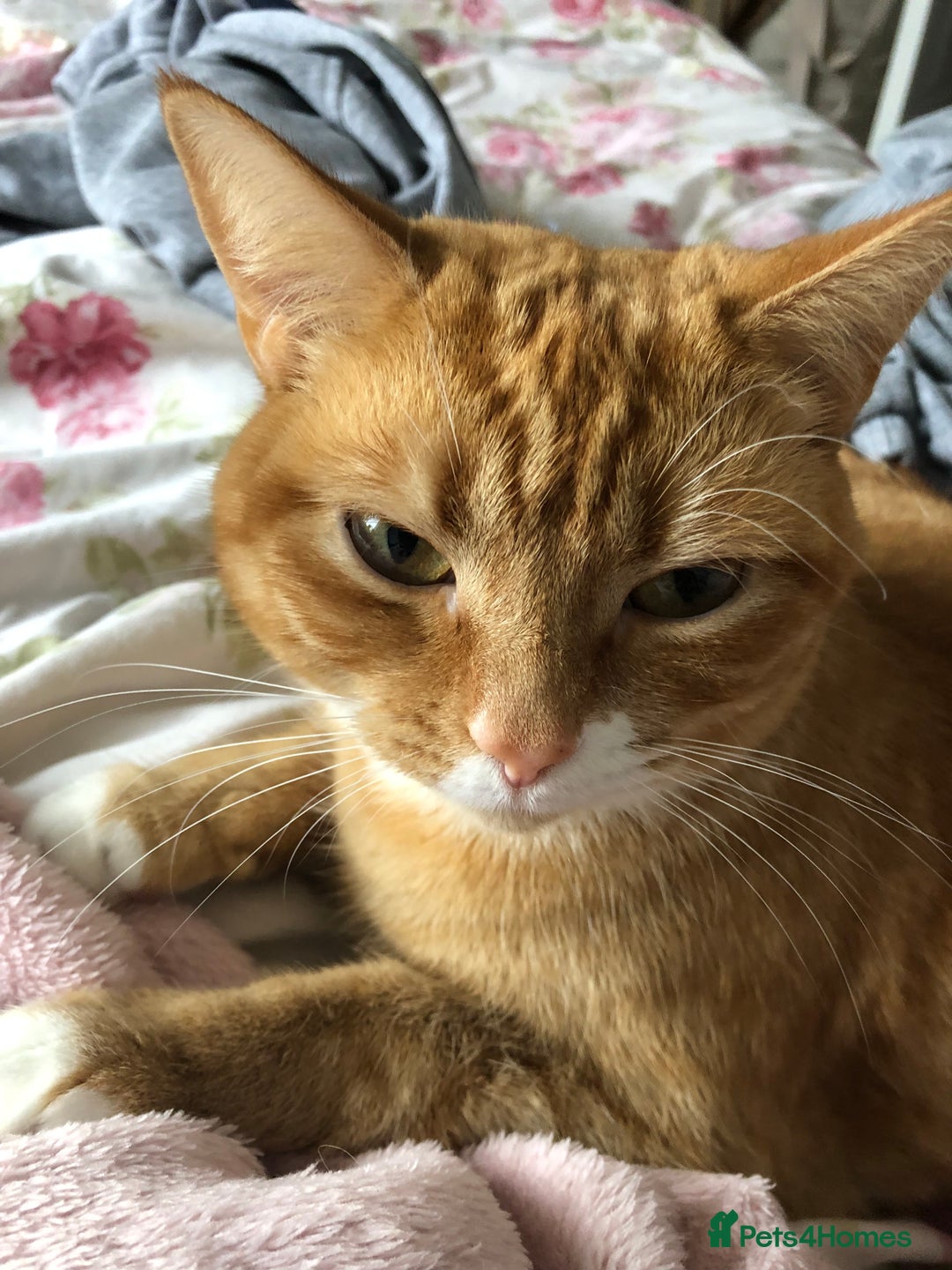 British Shorthair cats for sale: 2 year old Brother & Sister - Advert 2