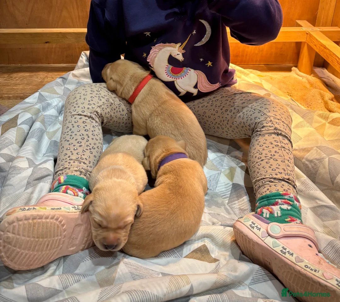 Labrador Retriever dogs for sale: Beautiful Labrador Puppies - Advert 14