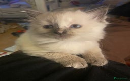 British Shorthair cats for sale: Kittens  - Image 9