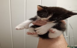 Mixed Breed cats for sale: 5 kittens  - Image 9