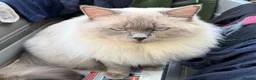 Ragdoll cats for sale: GCCF Blue Point Ragdoll male for rehome/co-own - Advert 5