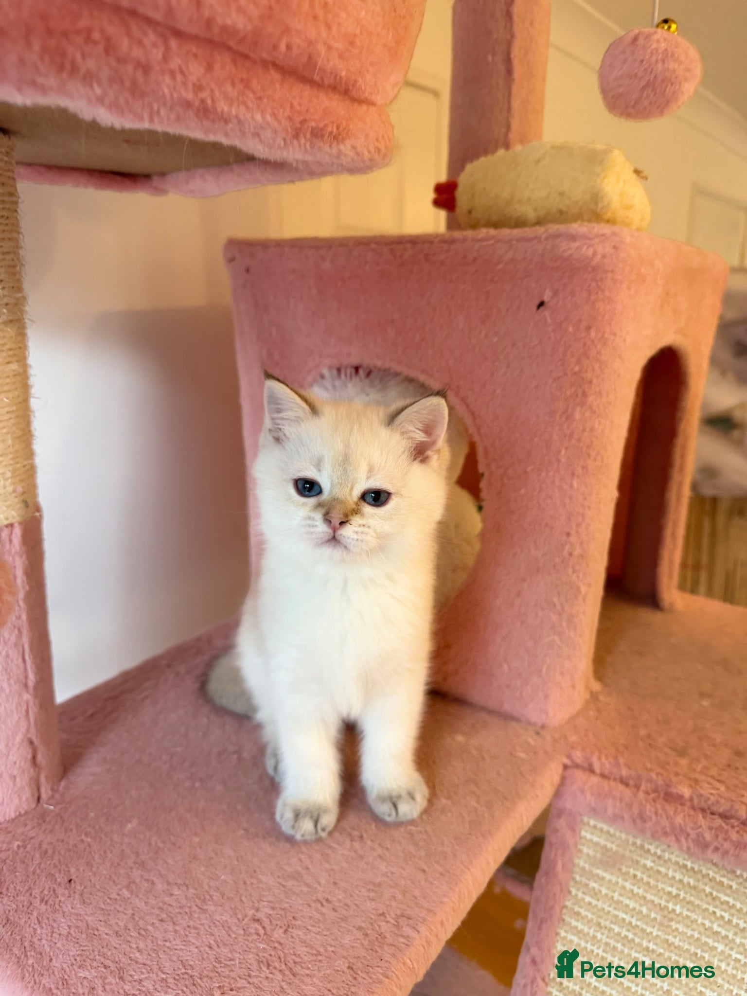 British Shorthair cats White Colourpoint Golden shaded kittens  - Advert 8
