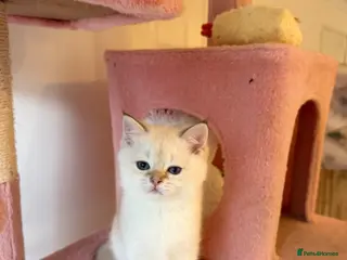 British Shorthair cats White Colourpoint Golden shaded kittens - Advert 8