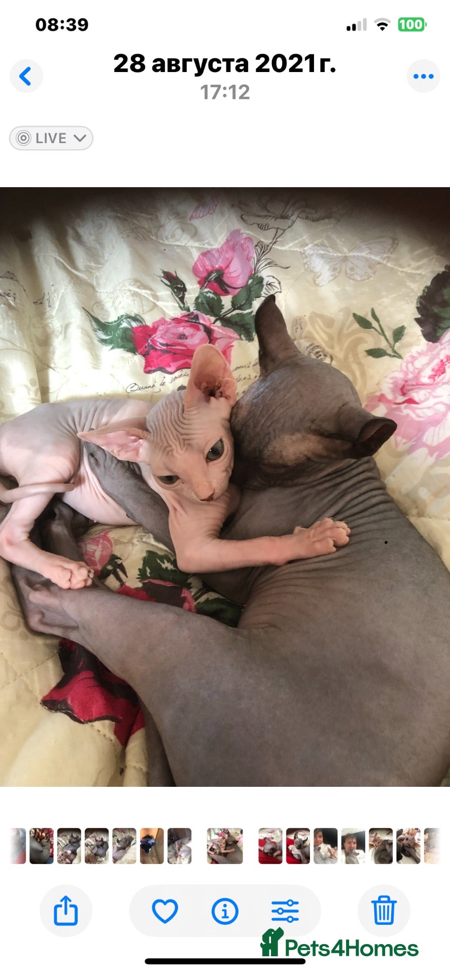 Sphynx cats Sphinx  - Advert 7
