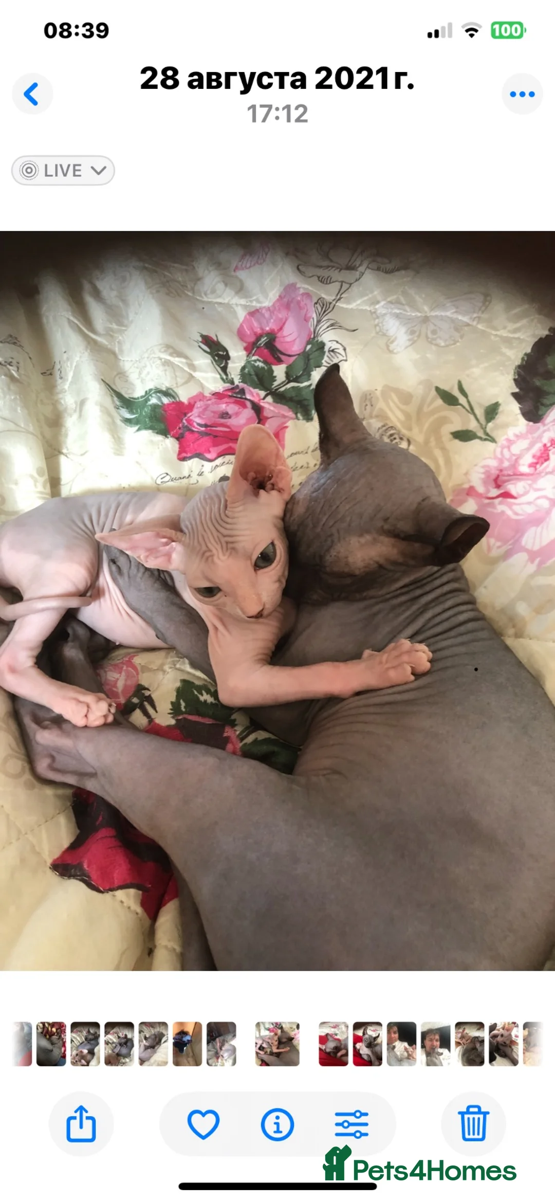 Sphynx cats for sale: Sphinx  - Advert 1
