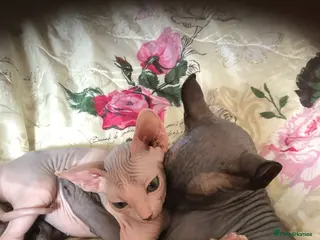 Sphynx cats Sphinx - Advert 1