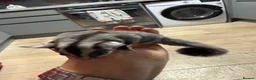 Sugar Glider rodents for sale: 2 Sugar glider girls available  in London - Advert 9