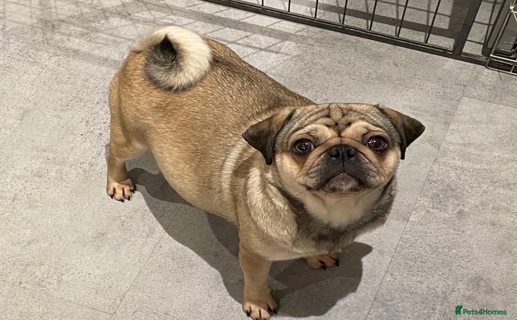 Pug dogs - Advert 3
