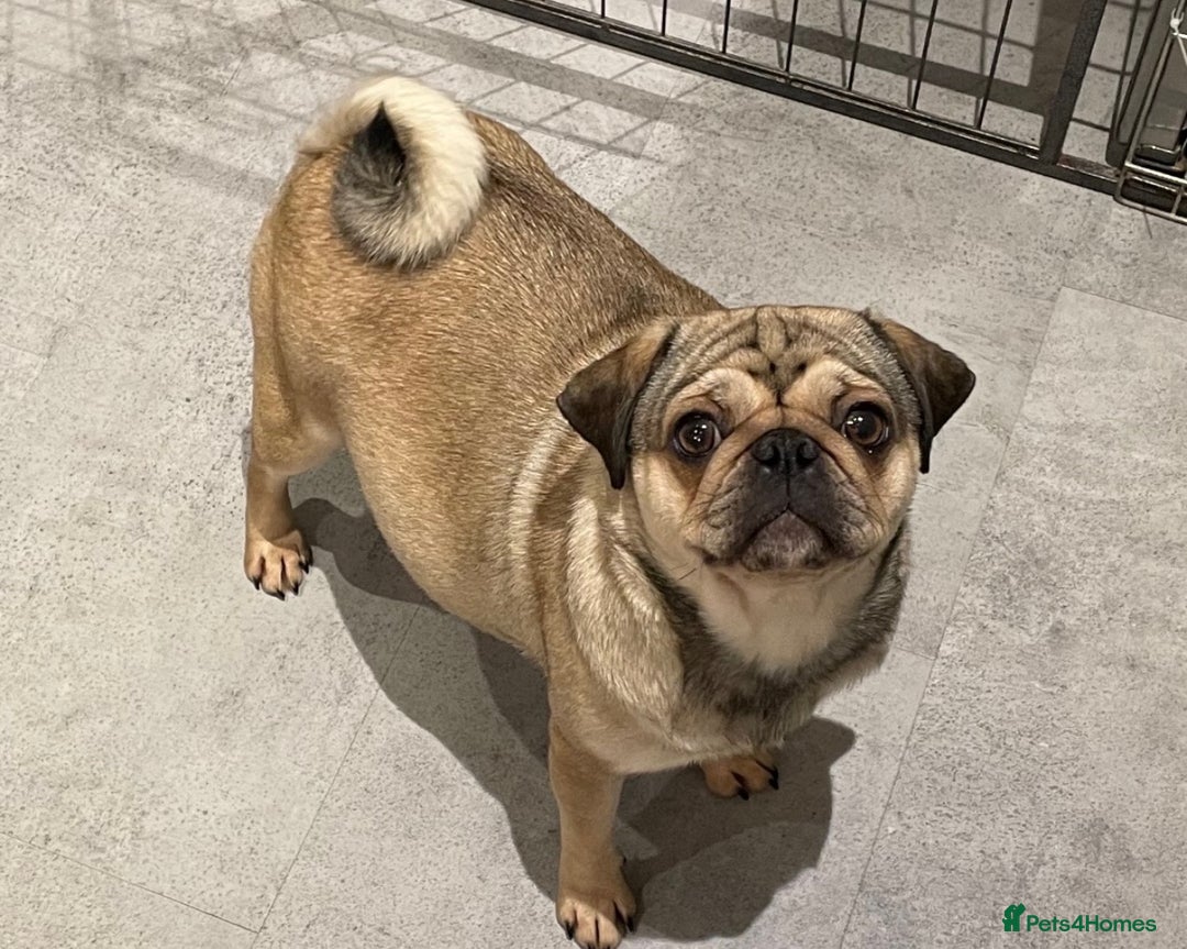 Pug dogs for sale: Female fawn Pug- Cocoa - 5 year old🐶 - Image 1
