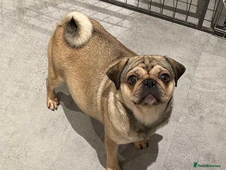 Pug dogs - Advert 4
