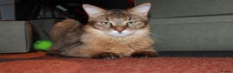 Chausie cats for sale: Chausie F6  - Advert 4