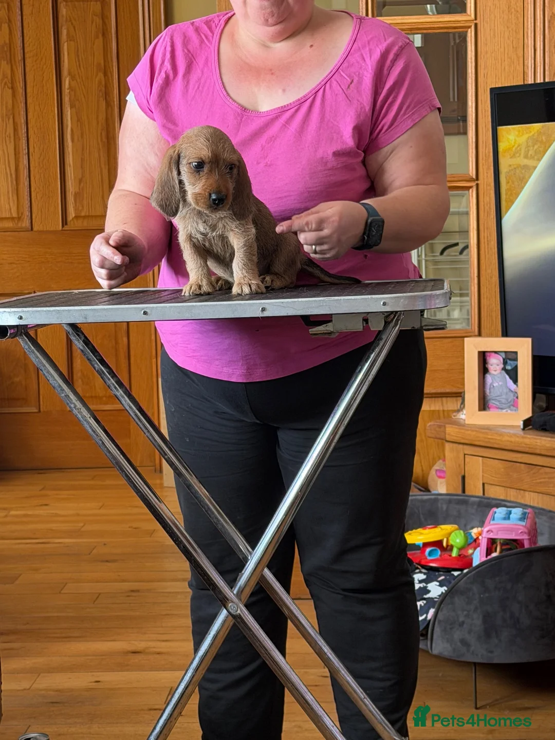 Basset Fauve De Bretagne dogs for sale: Basset Fauve Puppy Male - Advert 1