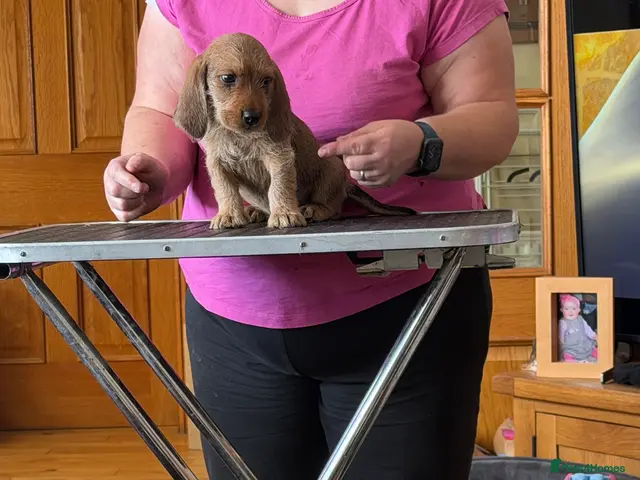 Basset Fauve De Bretagne dogs for sale: Basset Fauve Puppy Male - Advert 1