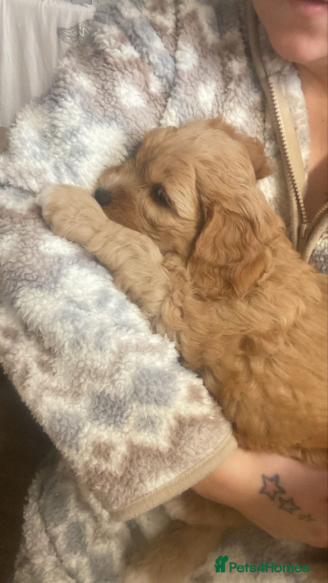 Mixed Breed dogs for sale: Beautiful female available ready to leave 1st nov - Image 30