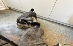 Miniature Schnauzer dogs for sale: Stunning Miniature Schnauzer Puppies - Image 6