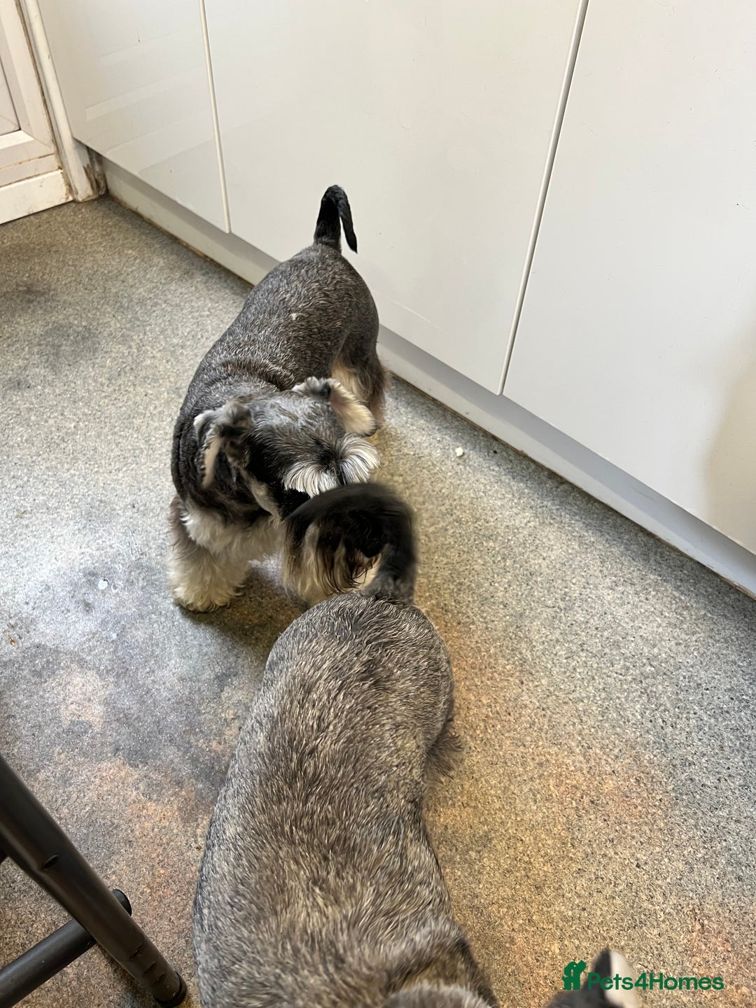 Miniature Schnauzer dogs for sale: Stunning Miniature Schnauzer Puppies - Image 6