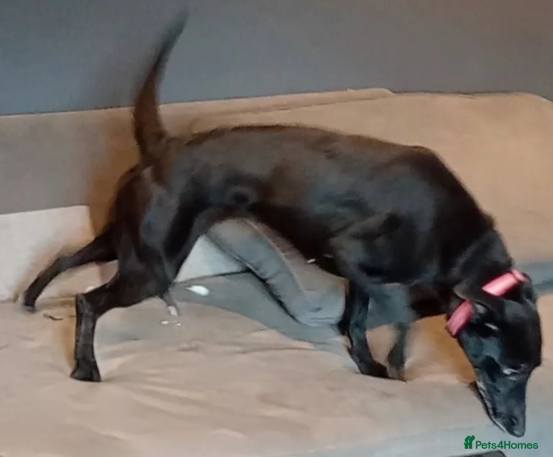 Mixed Breed dogs for sale: Luna - Whippador (new pictures & info on request) - Advert 4