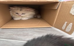 Persian cats for sale: Persian kittens for sale - Image 5
