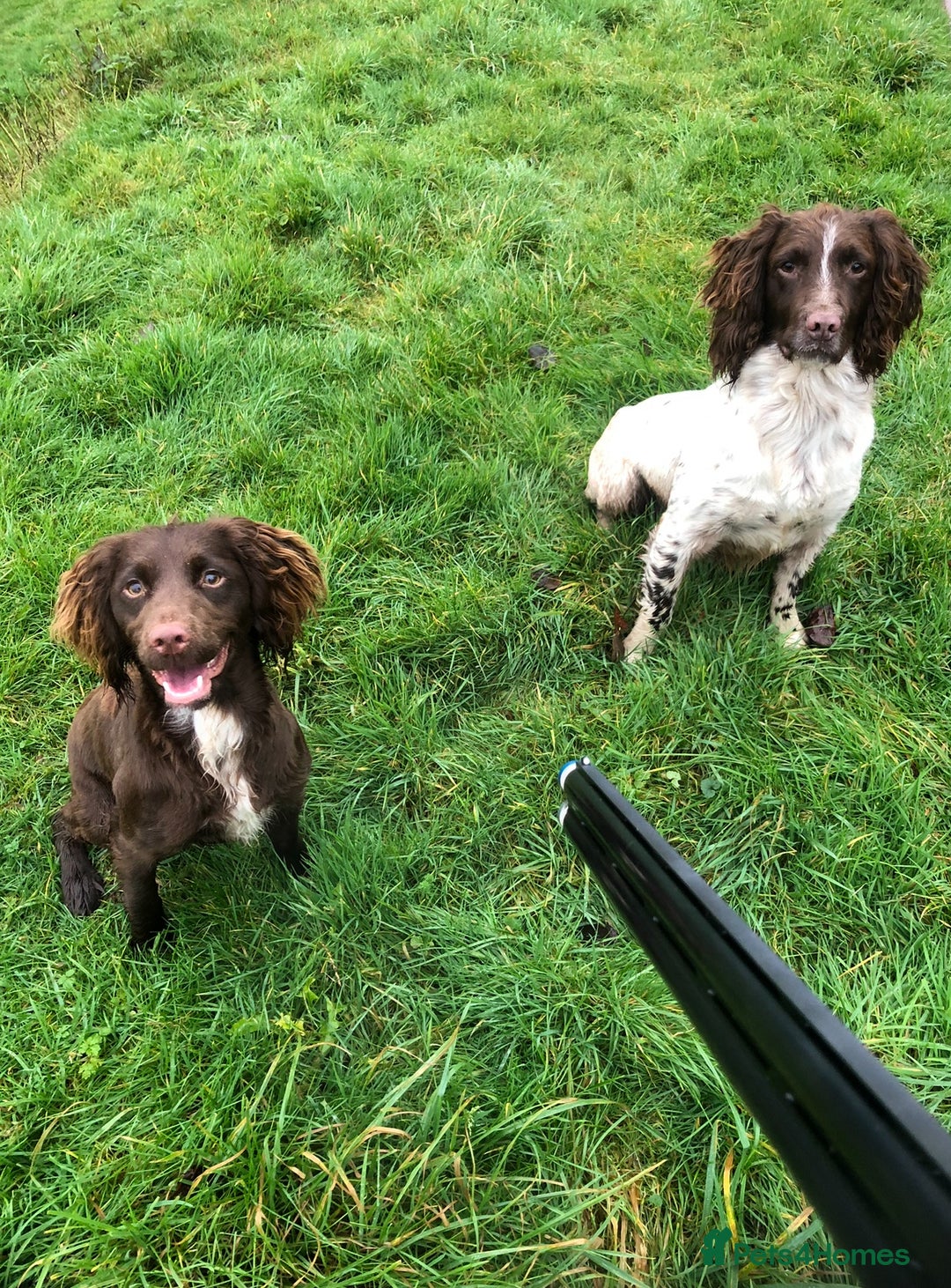 Sprocker dogs for sale: Male Chocolate Sprocker  - Image 3