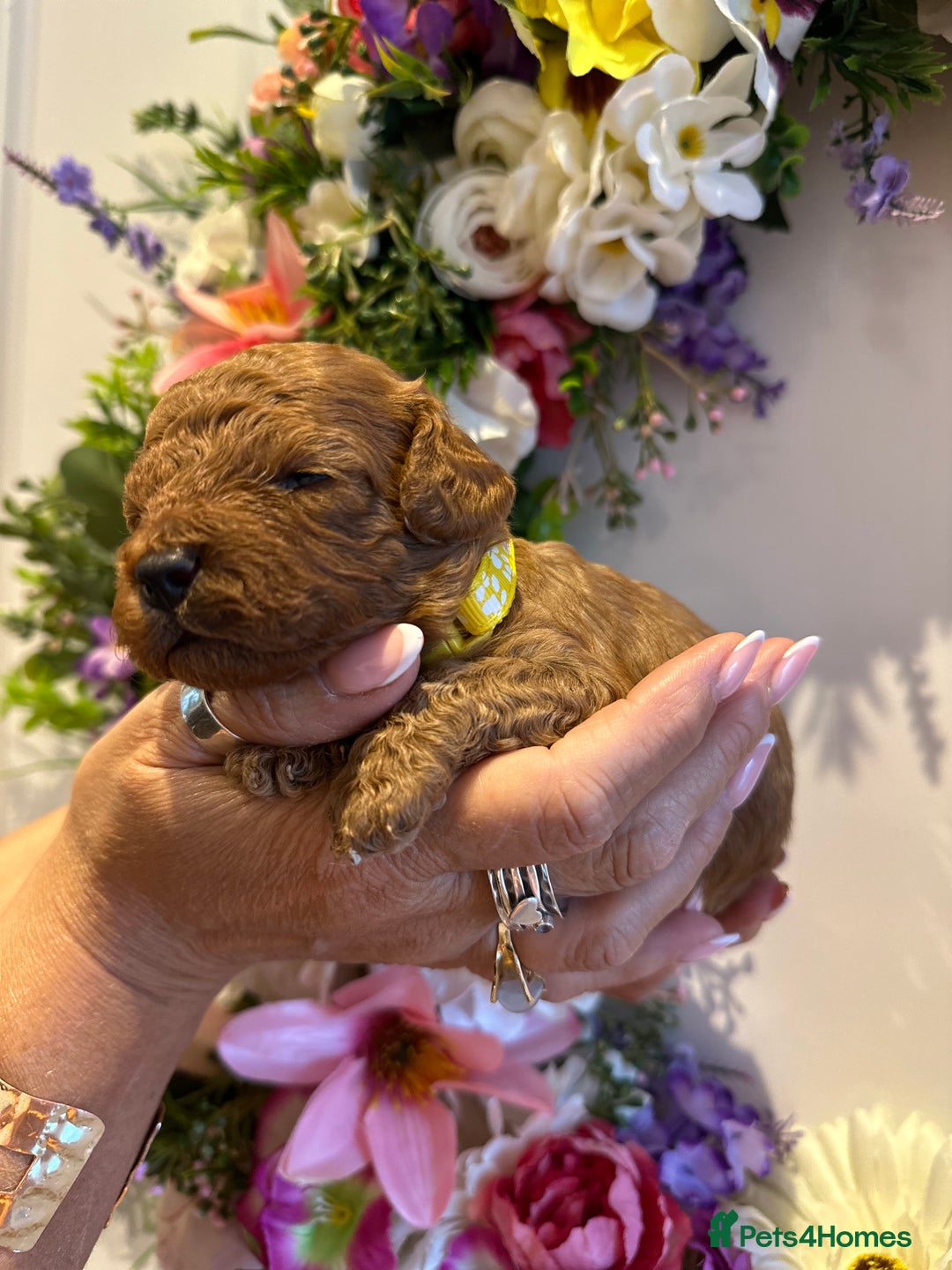 Cavapoo dogs for sale: STUNNING DEEP RED CAVAPOO PUPPIES  - Image 15