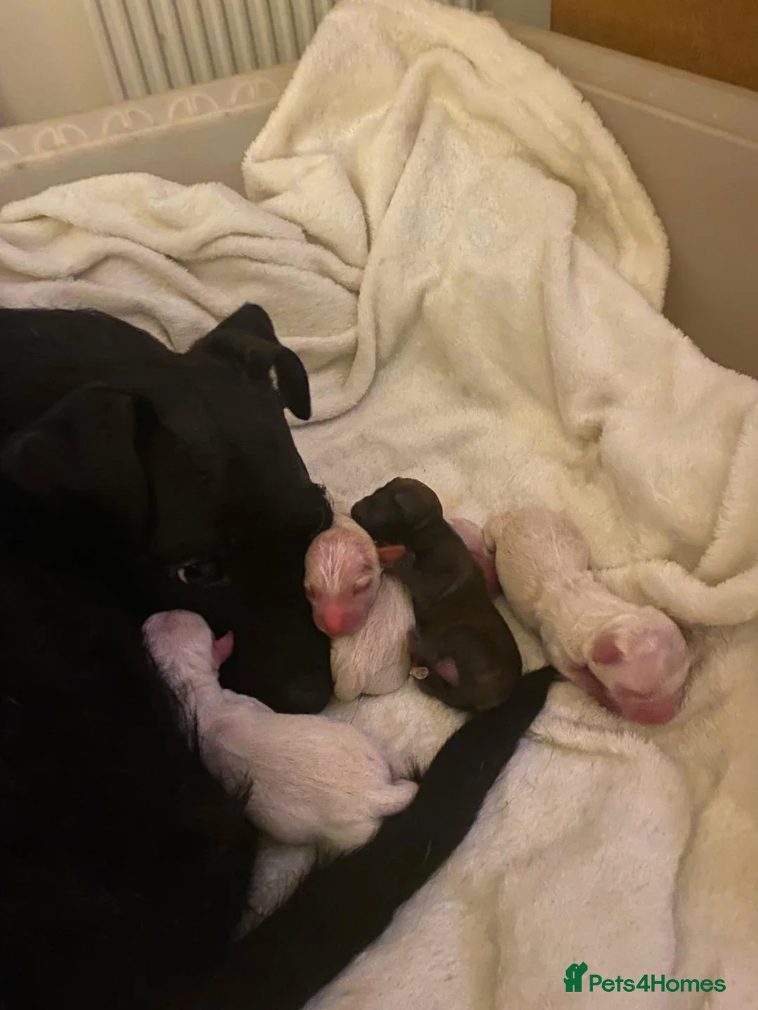 Mixed Breed dogs for sale: Terrier cross dachshund - Advert 1