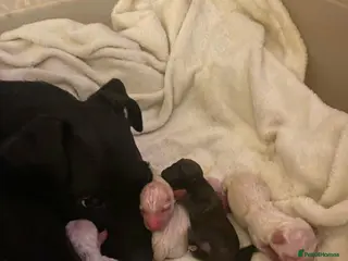 Mixed Breed dogs Terrier cross dachshund - Advert 2