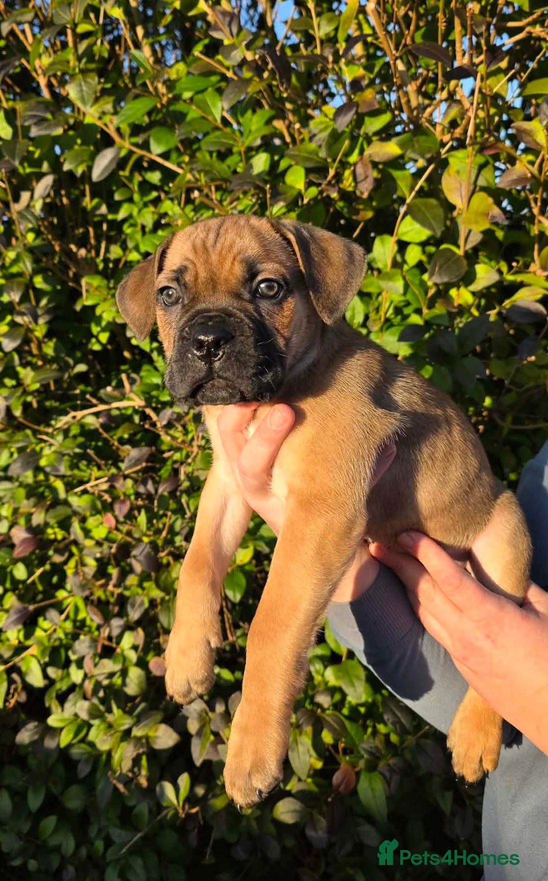 Cane Corso dogs READY TO LEAVE 🥰ICF/ICCF Champion 6th GENERATIOn - Advert 14