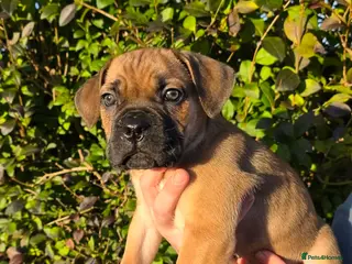 Cane Corso dogs READY TO LEAVE 🥰ICF/ICCF Champion 6th GENERATIOn - Advert 14