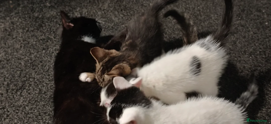 Mixed Breed cats for sale: 2 beautiful tabby kittens £80 each  - Advert 8