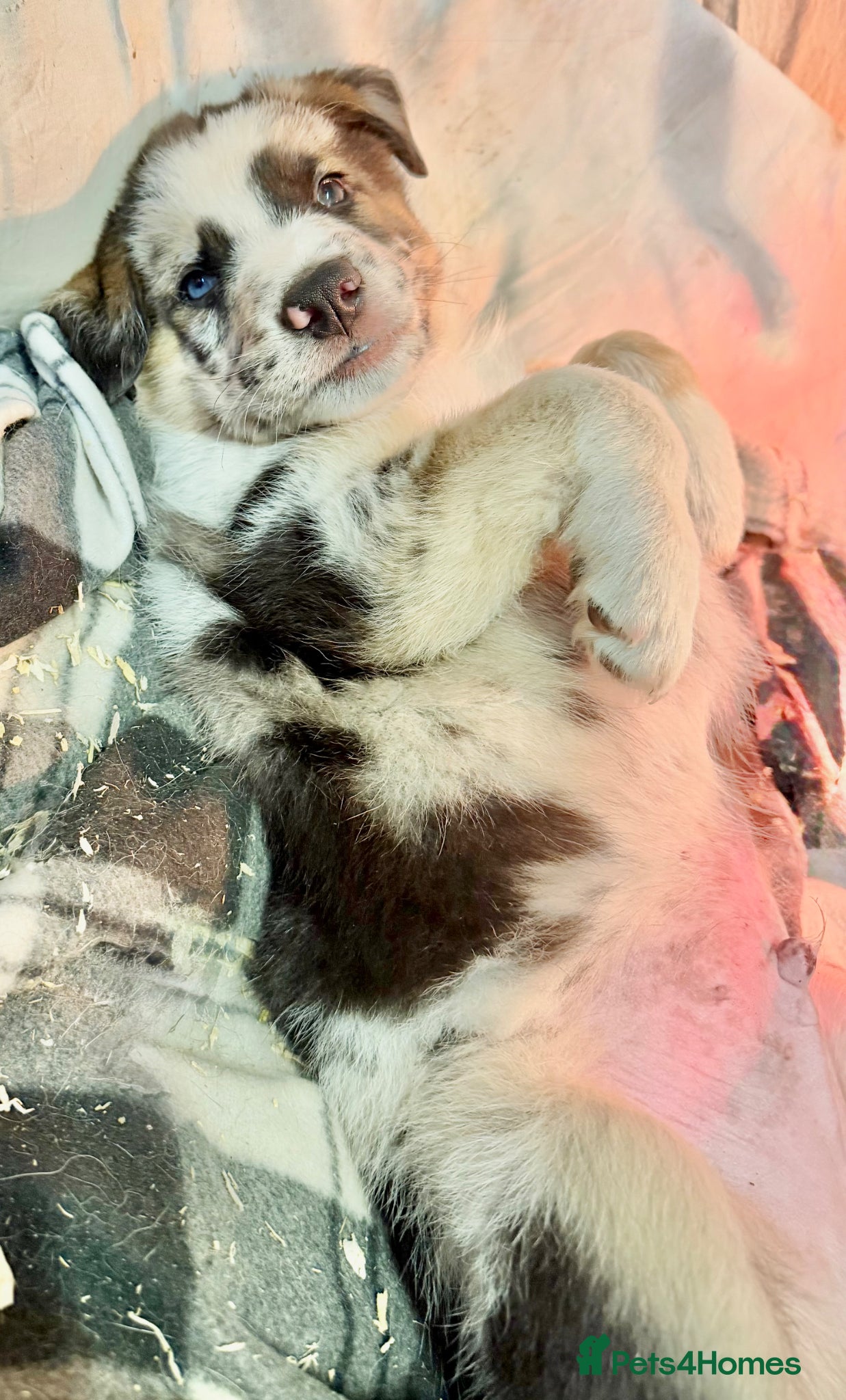 Mixed Breed dogs Beautiful Shollie pups - Advert 17