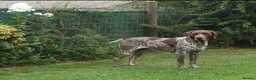 German Shorthaired Pointer dogs for stud: German Short Haired Pointer STUD - Advert 7