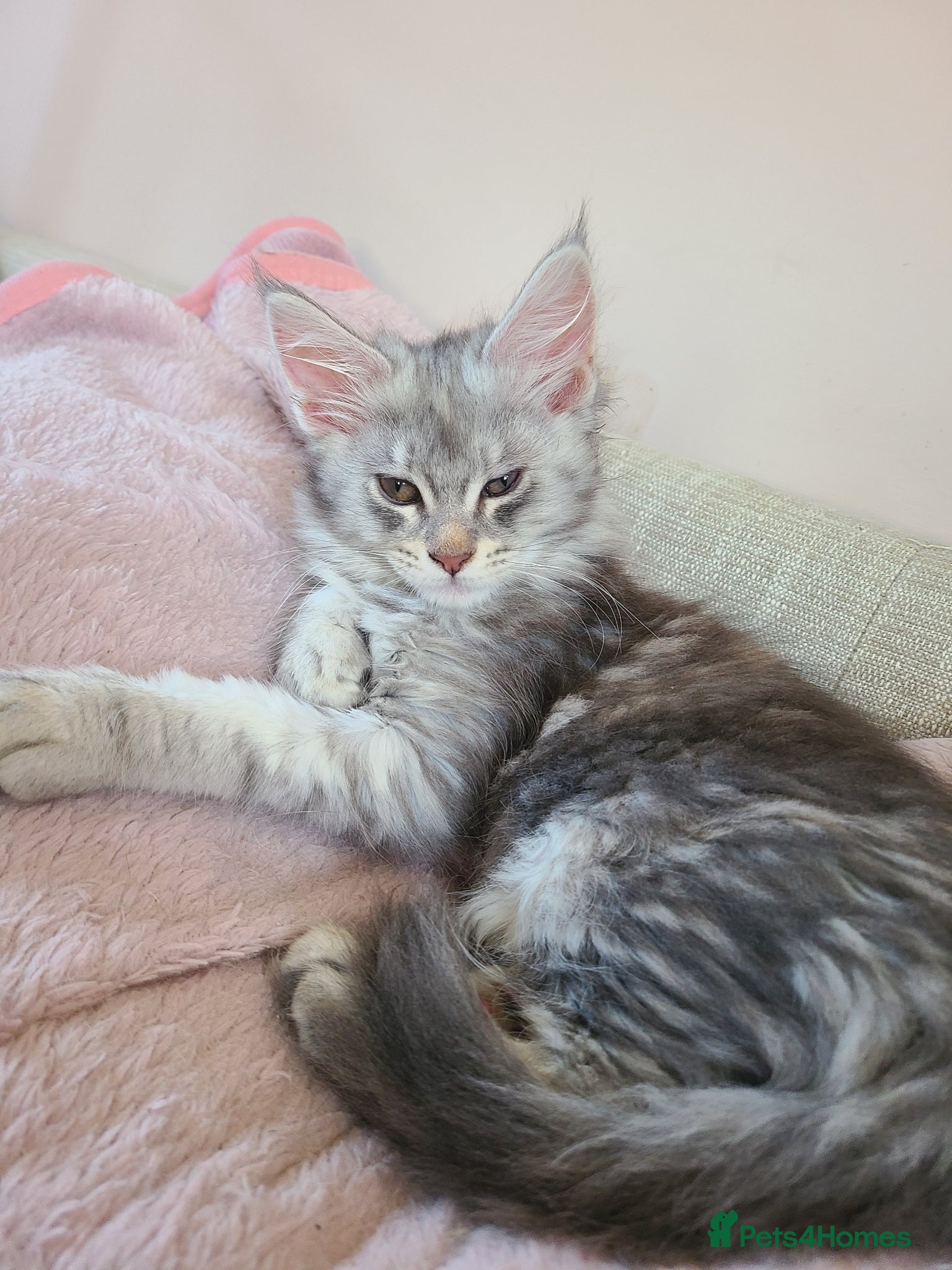 Maine Coon cats 7 adorable pedigree maine coon kittens - Advert 8