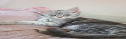 Maine Coon cats for sale: 7 adorable pedigree maine coon kittens - Advert 1