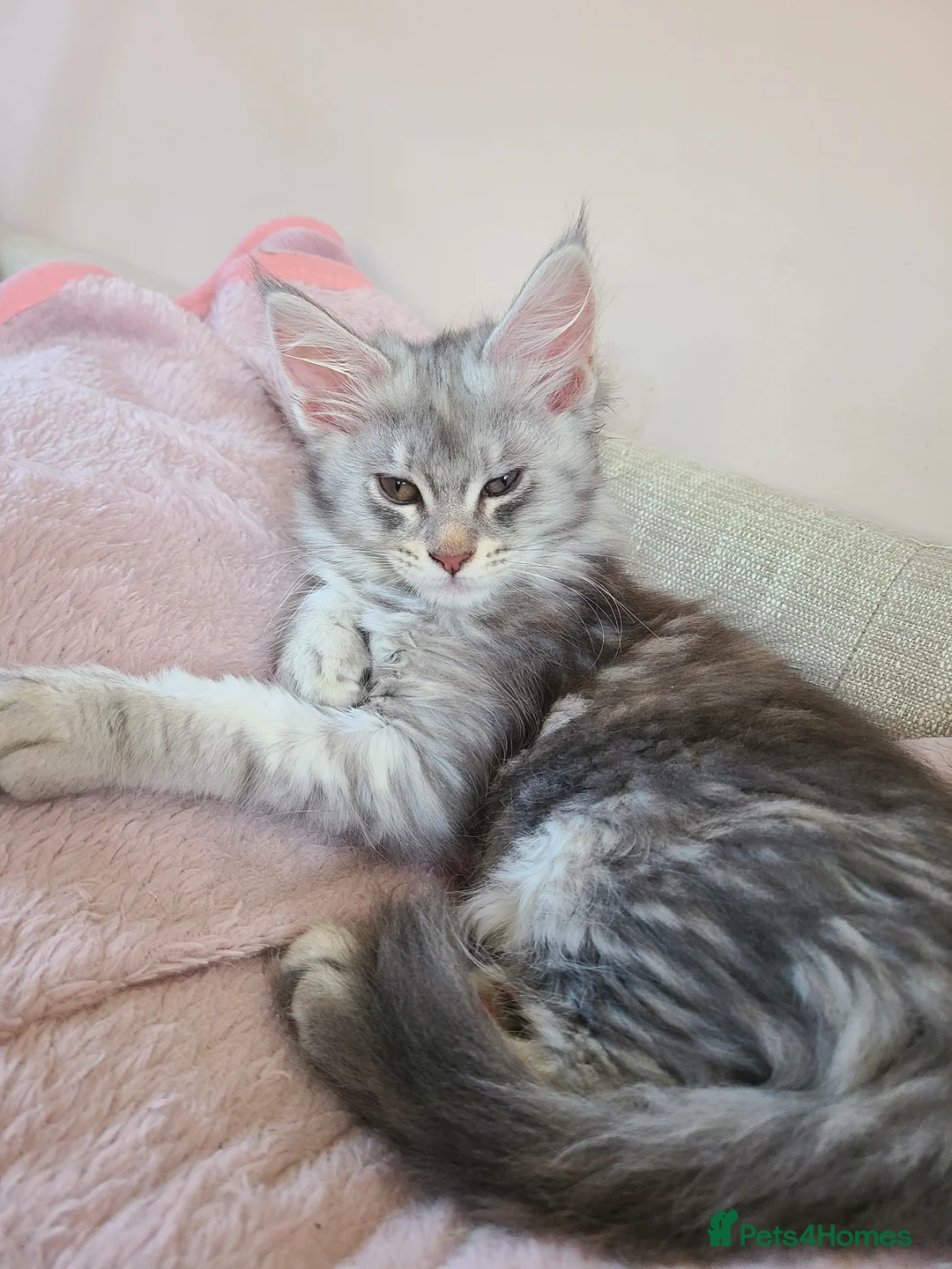 Maine Coon cats for sale: 7 adorable pedigree maine coon kittens - Advert 1