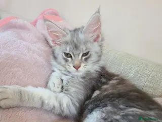 Maine Coon cats 7 adorable pedigree maine coon kittens - Advert 8