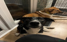 Mixed Breed dogs for sale: Buddy - Image 2