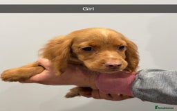 Cocker Spaniel dogs for sale: Mixed litter  - Advert 16