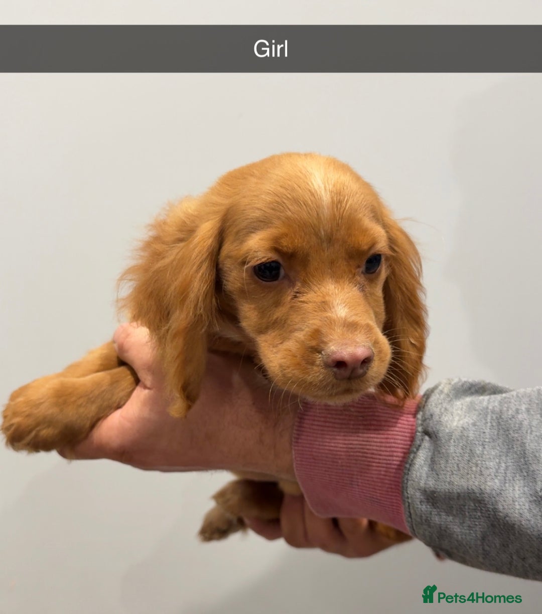 Cocker Spaniel dogs for sale: Mixed litter  - Advert 16