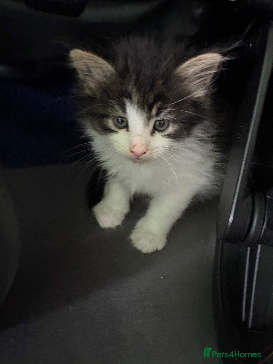Domestic Shorthair cats for sale: 2 princes an 2 princess kittens  - Image 16
