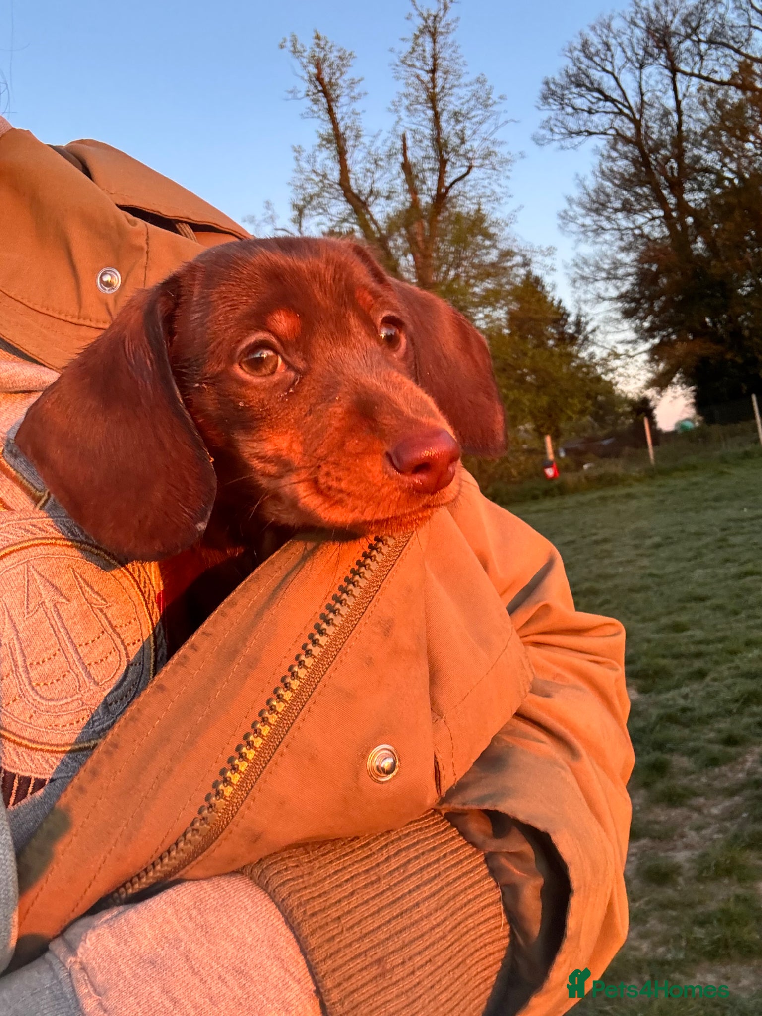 Miniature Dachshund dogs The sausage squad has arrived!  - Advert 19