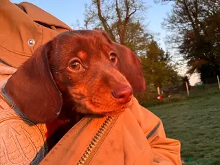 Miniature Dachshund dogs The sausage squad has arrived! - Advert 19