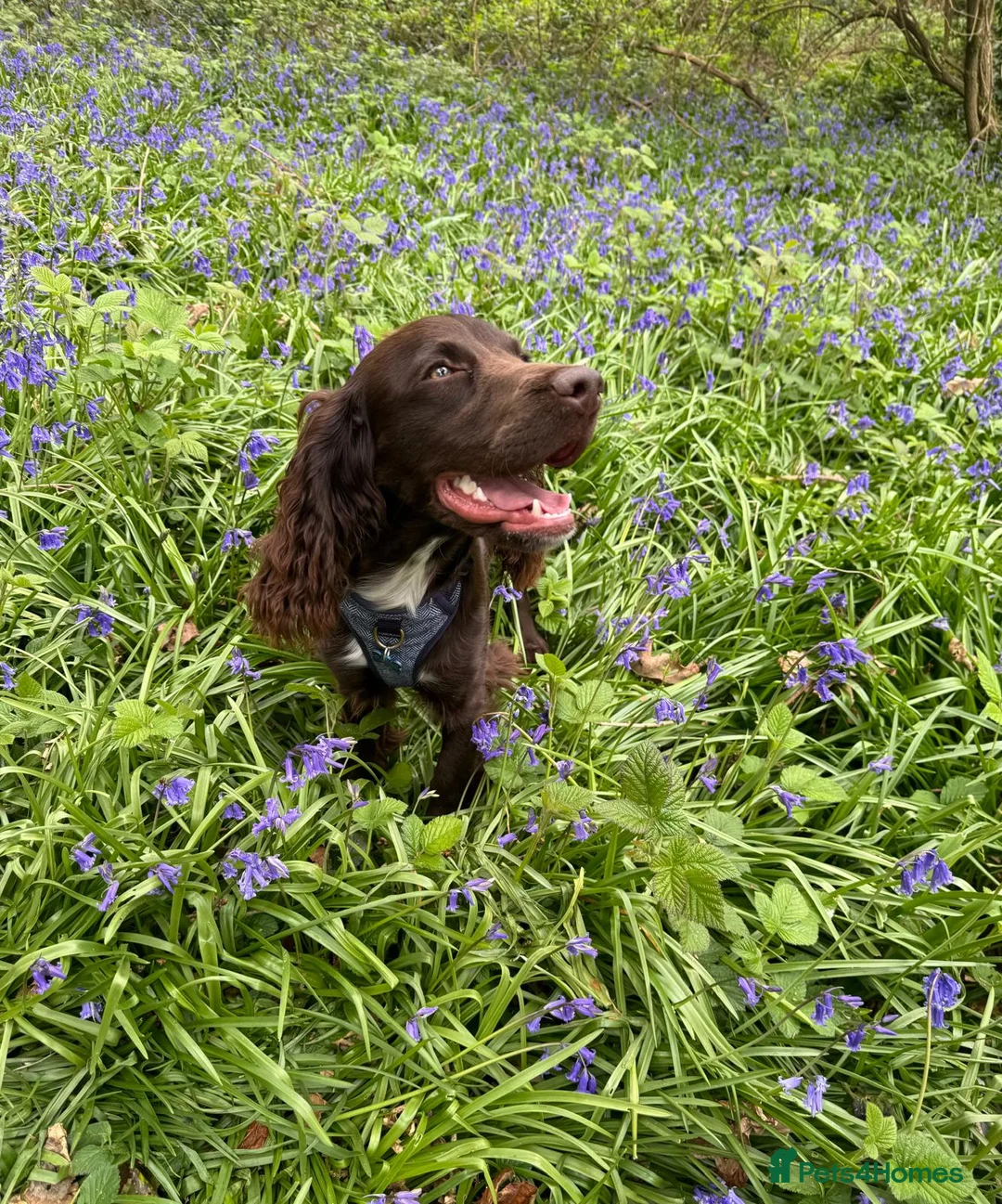 Sprocker dogs for stud: Stunning Cocker Spaniel X available for Stud  - Advert 30