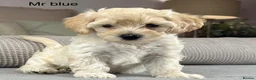 Maltipoo dogs for sale: SEE ALL OUR PUPPIES ON INSTA. OAKWELL RETRIEVERS  - Advert 18
