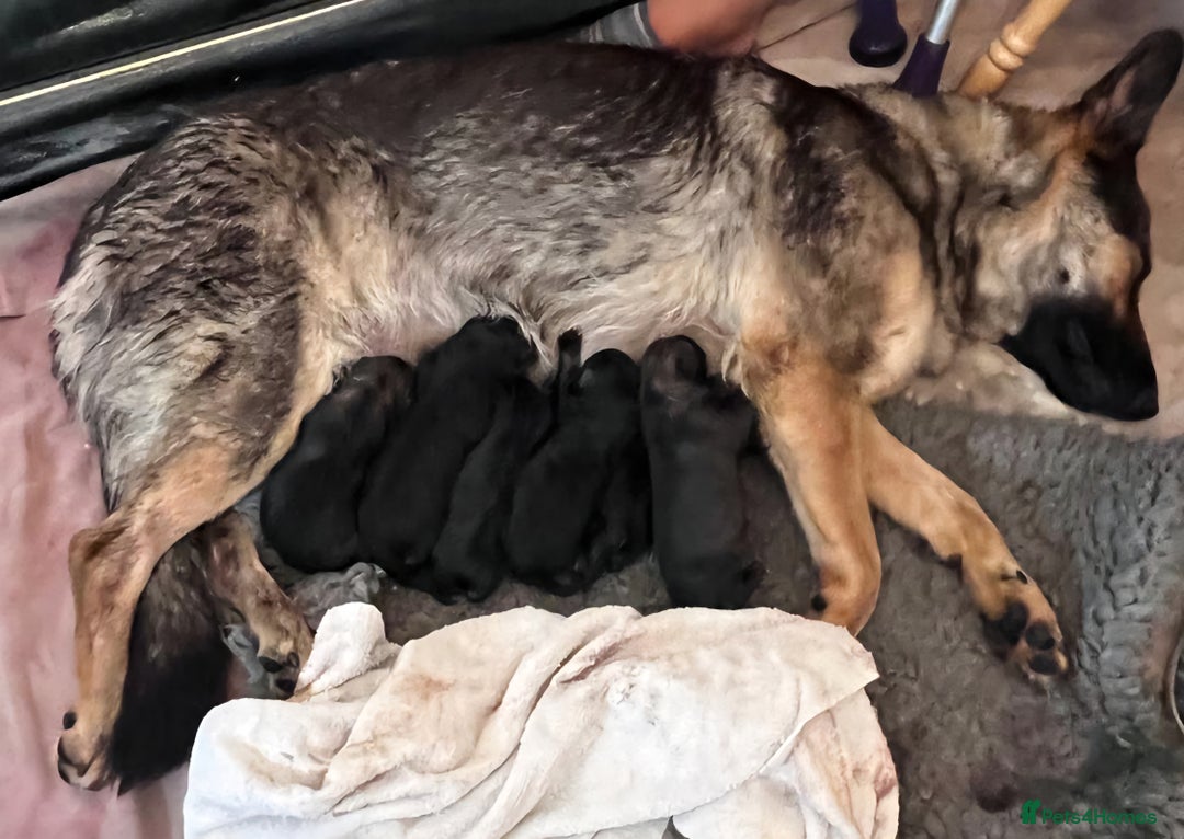 German Shepherd dogs for sale: German Shepherd puppies available  - Image 5